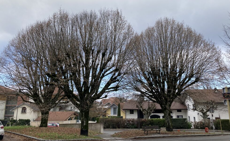 Les tilleuls du centre-bourg de Vetraz-Monthoux